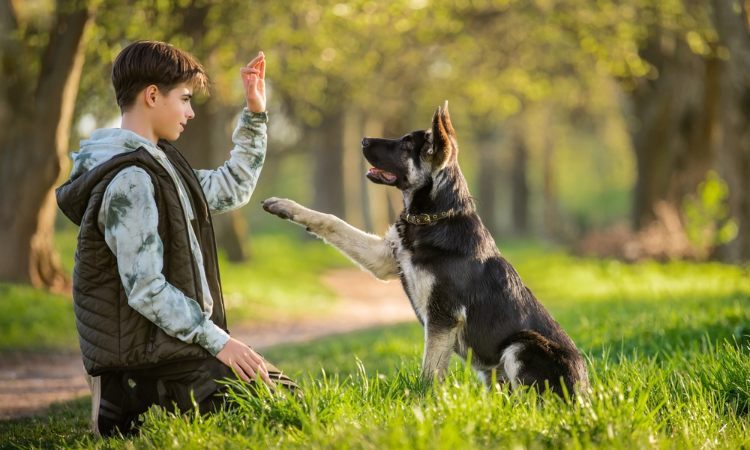 ¿Es Efectivo el Adiestramiento Positivo? Lo Que Dicen los  Etólogos Caninos