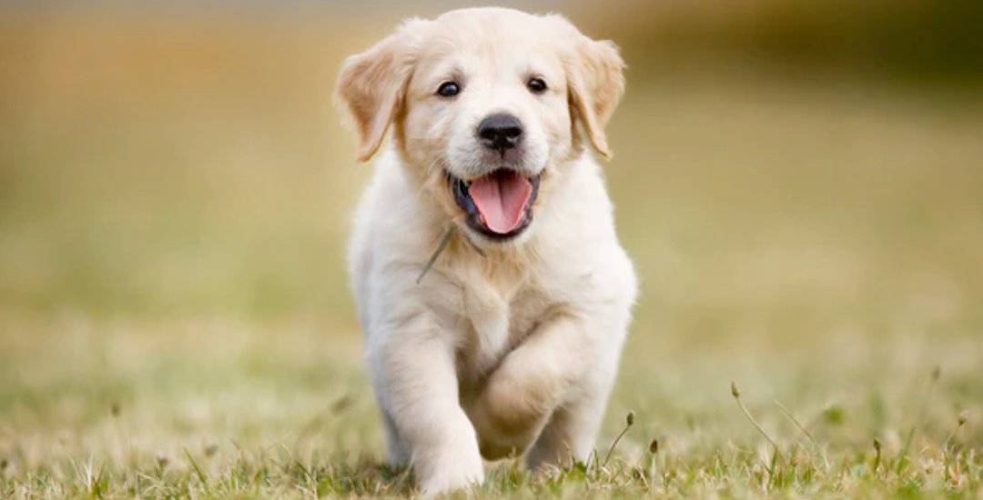 Beneficios del adiestramiento canino en cachorros.