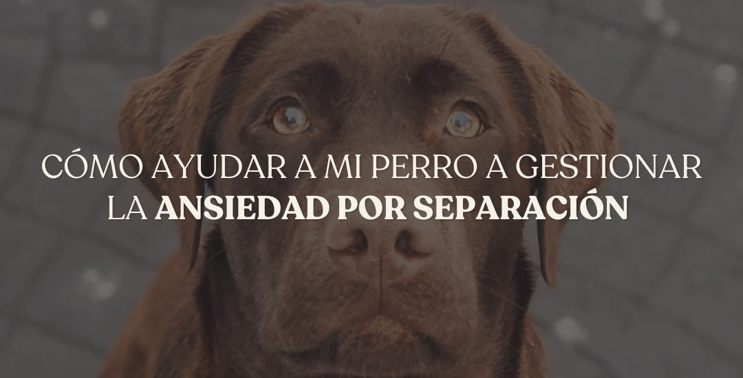 Cómo ayudar a mi perro a gestionar la ansiedad por separación cuando se queda solo