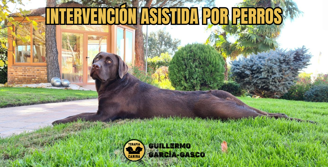 Cómo es la intervención asistida por perros en niños con TEA. Historia real.
