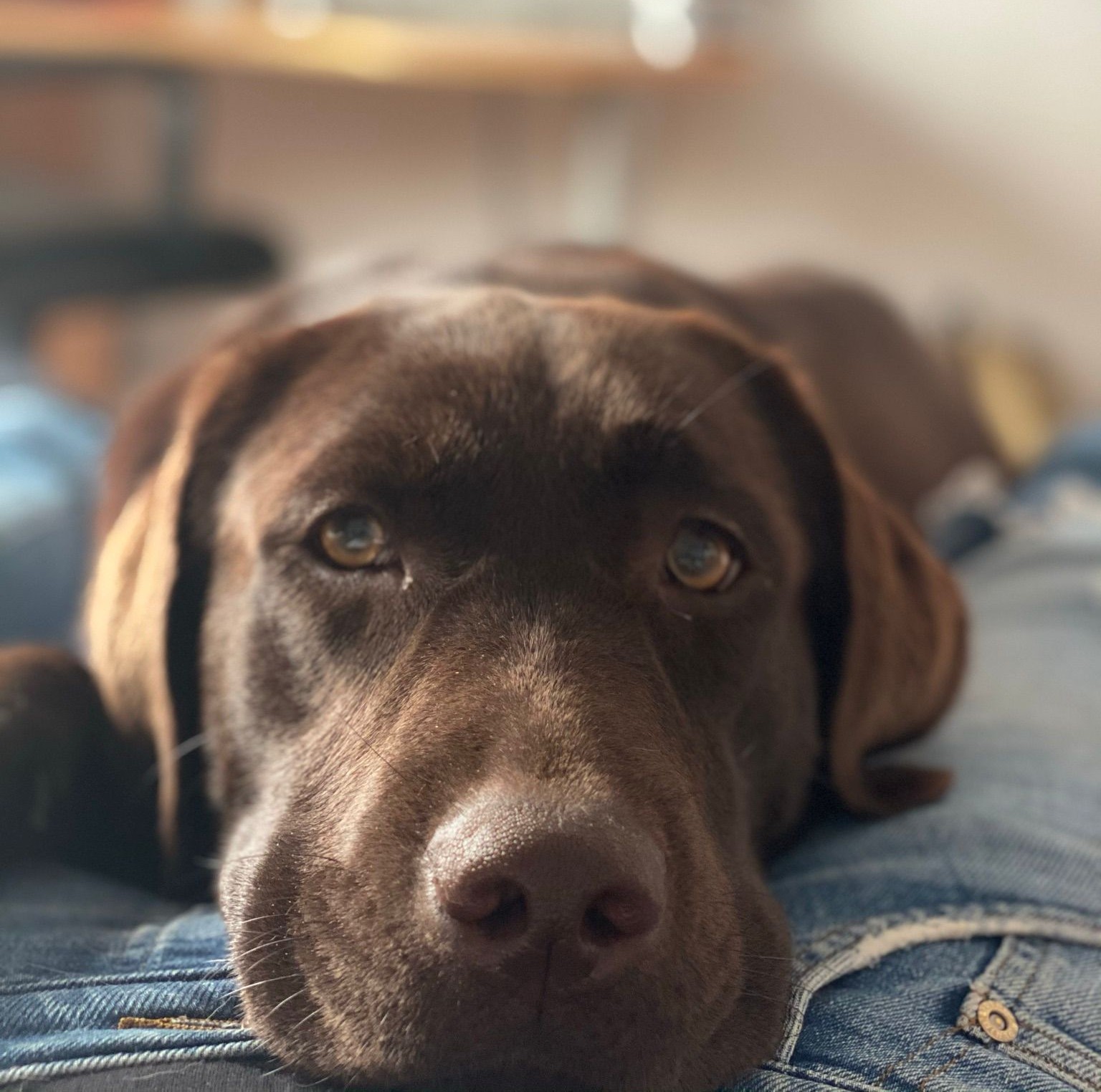 Perro con mirada tierna. Adiestramiento con paciencia y amor