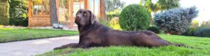 Perro obedeciendo ordenes de su adiestrador