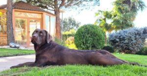 Golden retiever