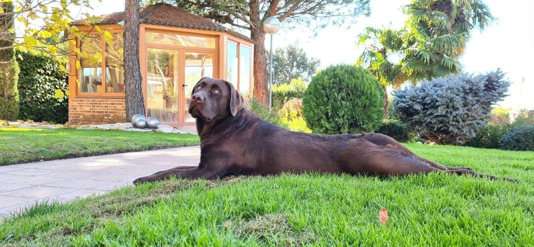 Cómo reforzar el vínculo con tu perro