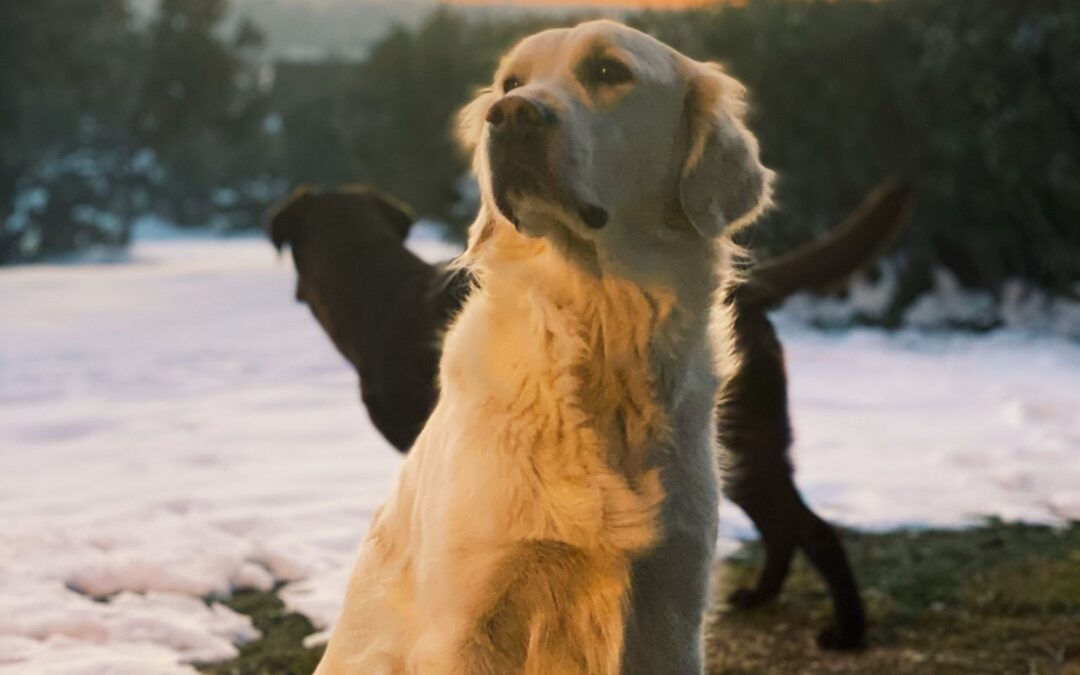 Terapias asistidas con perros