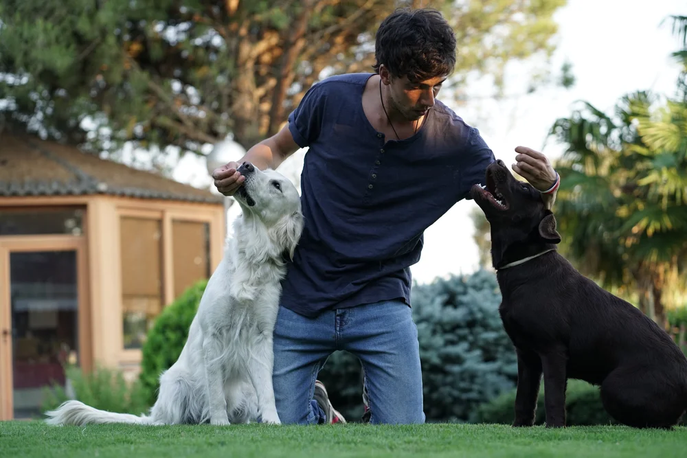 Cómo educar a un cachorro: guía real y efectiva.