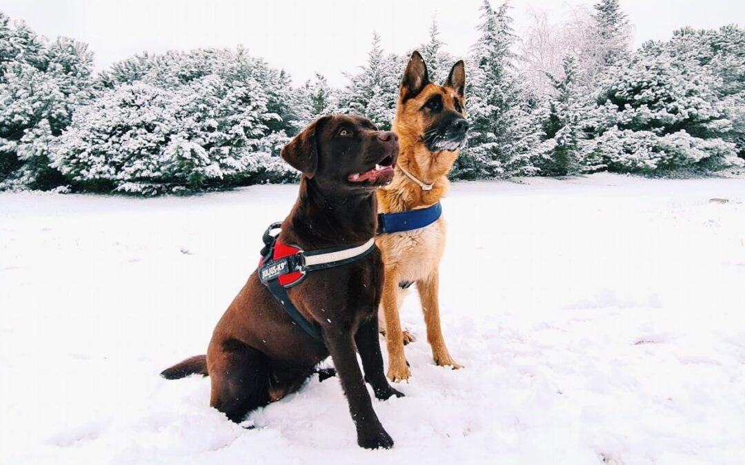Cómo evitar 5 errores más comunes en el adiestramiento canino
