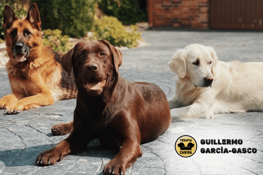 Terapia Canina y etología