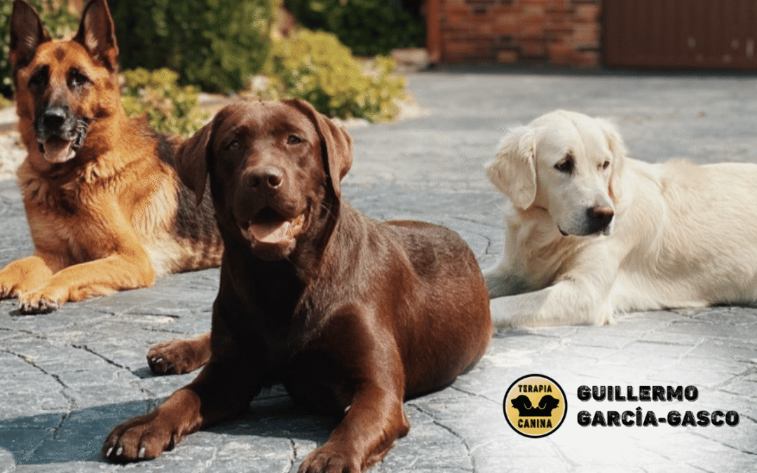 Cuándo visitar a un etólogo canino: problemas de conducta en perros