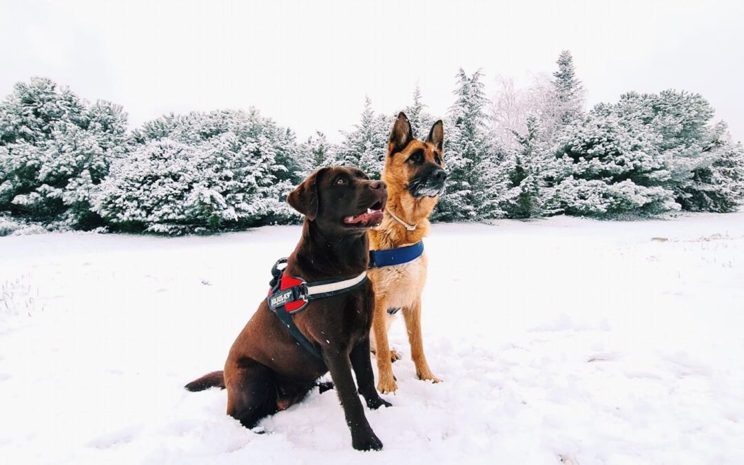 Terapia de perros y humanos