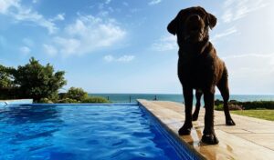Perro labrador marrón solo junto a la piscina, mirando al horizonte con calma.