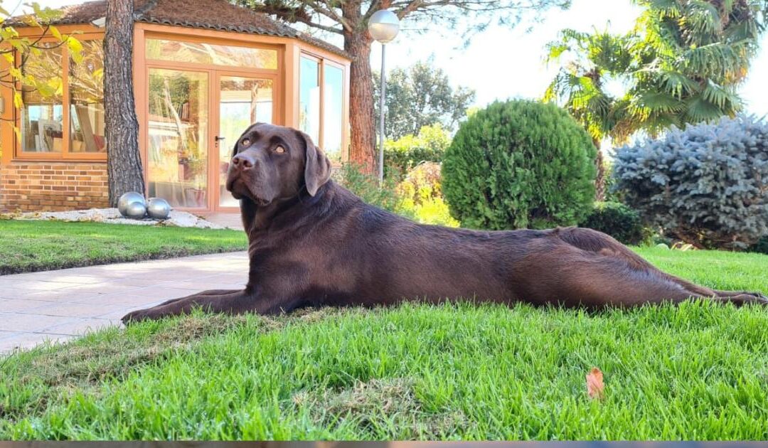 Ansiedad por separación en perros: síntomas y tratamiento