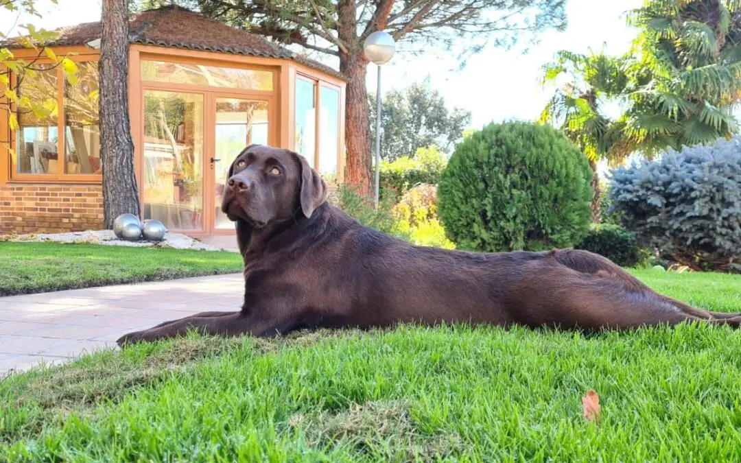 Cómo elegir al mejor adiestrador canino.
